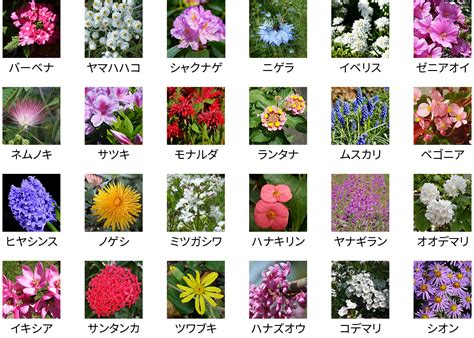 花品種名|植物名から探す（花の名前から調べる）